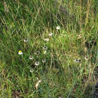Tall Ammobium
